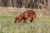 SETTER IRLANDAIS 316